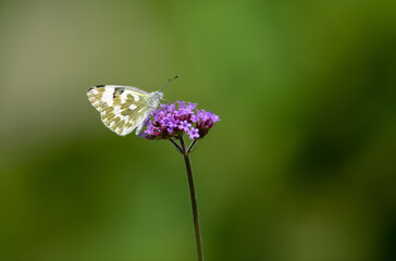 Butterflies on little purple flowers