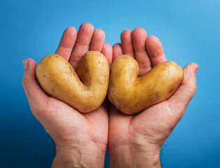 Man holds heart shaped ugly potatos on blue background. Ugly vegetables
