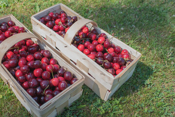 Zbiory czereśni do koszyk&oacute;w