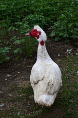 domestic duck drake in the summer yard