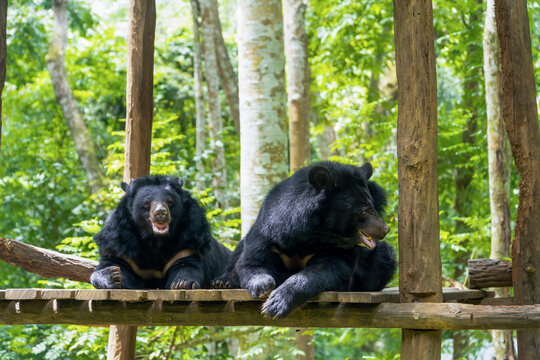 Two Black bears relaxing and enjoying in the sun shine at Rescued Center or animal conservation Tat Kuang Si, Luang Prabang, Laos.