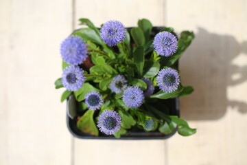 Kulnik kropkowany Globularia punctata © Perovskia