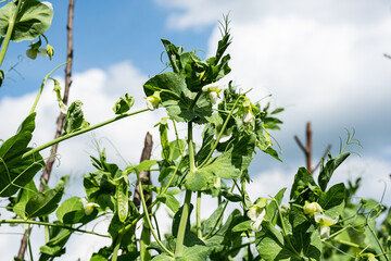 Young green pea plant, close-up. organic green peas growing in the garden