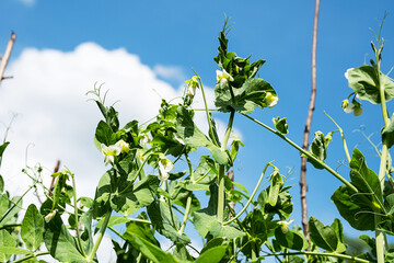 Young green pea plant, close-up. organic green peas growing in the garden