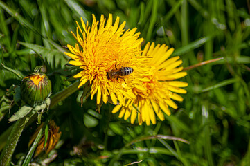 Spring yellow dandelion flowers and a bee collects nectar