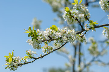 A beautiful nature scene with a budding tree and sunlight. A sunny day.