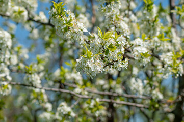 A beautiful nature scene with a budding tree and sunlight. A sunny day.