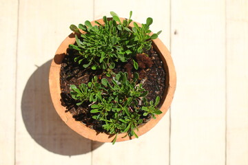 kulnik sercolistny globularia cordifolia