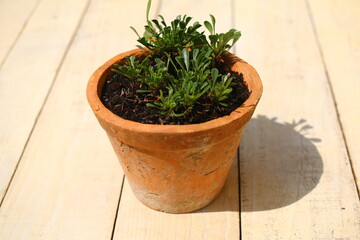 kulnik sercolistny globularia cordifolia