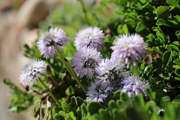 kulnik sercolistny globularia cordifolia