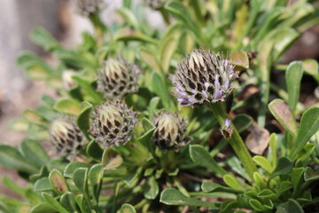 kulnik sercolistny globularia cordifolia
