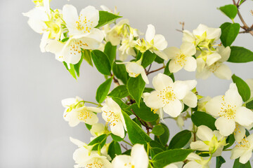Twirls of blooming white flowers and green leaves of an ornamental shrub. Chubushnik. Philadelphus or Jasminum