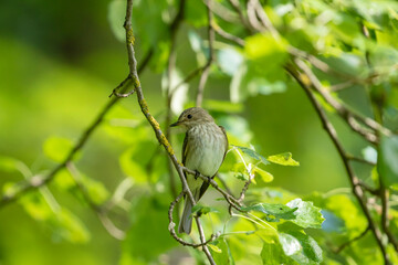 The spotted flycatcher (Muscicapa striata) perched on a branch in Estonian nature
