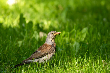 Fieldfare, Turdus pilaris standing in the grass on the ground with a worm in its beak on a bright summer day