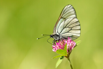 Obraz premium Beautiful large butterfly, the black- veined white, Aporia crataegi, feeding on a clover flower on a sunny summer day in Estonian nature