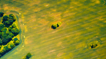 A field with agriculture next to an asphalt road in the village. Rapeseed, wheat and barley with...