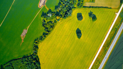 A field with agriculture next to an asphalt road in the village. Rapeseed, wheat and barley with...