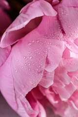 macro peony with water droplets