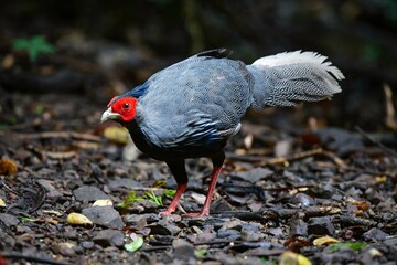 タイやミャンマーの国立公園の熱帯雨林に生息するしま模様と赤い顔が美しいキジの仲間、ミヤマハッカン