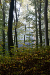 Fototapeta na wymiar Wald mystisch