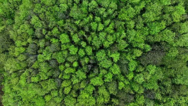 Alder forest in spring seen from a drone in the Ag&uuml;era river marsh in Ori&ntilde;on. In the Eastern Coastal Mountain, in the Cantabrian Sea. Ori&ntilde;on, Municipality of Castro Urdiales, Cantabria, Spain, Europe