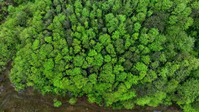 Alder forest in spring seen from a drone in the Ag&uuml;era river marsh in Ori&ntilde;on. In the Eastern Coastal Mountain, in the Cantabrian Sea. Ori&ntilde;on, Municipality of Castro Urdiales, Cantabria, Spain, Europe