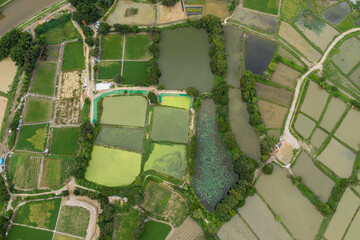 Top view of rice field in Hong Kong Sheung Shui