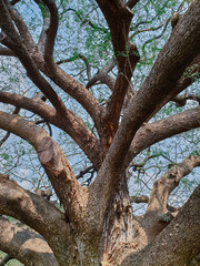 Fototapeta na wymiar big tree in garden in Thainland