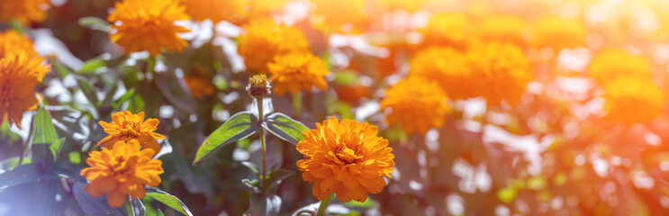 panorama of beautiful orange flowers with sun glare. Spring flowers marigolds.