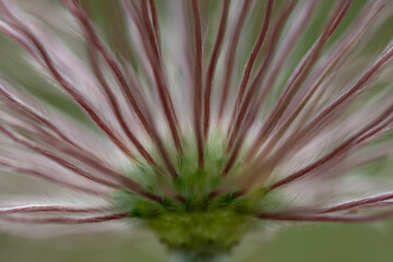 Pasque Flower - Pulsatilla - Prairie Crocus