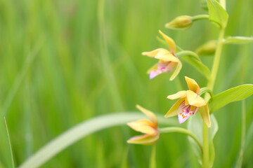 湿原に咲く花