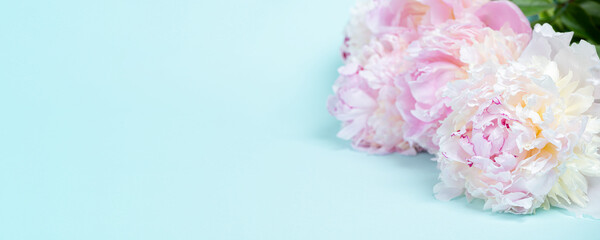 Colorful peony flowers on blue background. Banner, copy space.