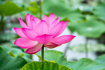 Beautiful lotus flower blooming in the early morning swamp.

