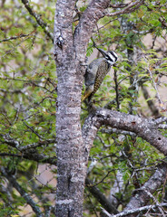 Fototapeta na wymiar Bearded Woodpecker, Kruger National Park, South Africa 