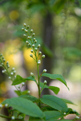 The bird cherry (Prunus padus) tree starting to bloom in spring