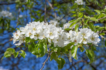 The Prunus domestica (European plum) blooming in spring