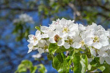 The Prunus domestica (European plum) blooming in spring