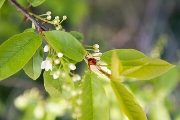 Ladybird on a branch of a blooimng tree
