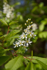 The bird cherry (Prunus padus) tree starting to bloom in spring