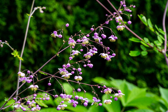 Many pink flowers and Chinese meadow-rue flowers with beautiful round buds.