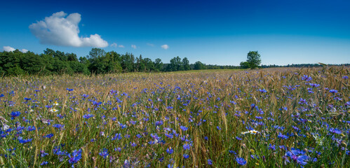 field with cornflowers and blue sky