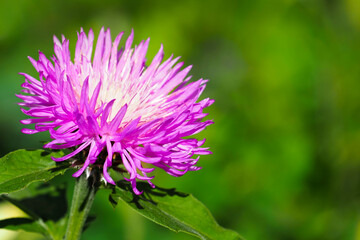 Centaurea dealbata, Persian or whitewash cornflower. Close-up beautiful purple flower in spring garden