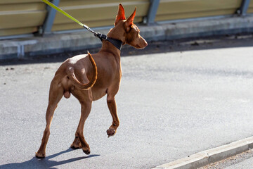 Kelb tal-Fenek or Pharaoh hound with a leather collar and a leash on walk outdoors