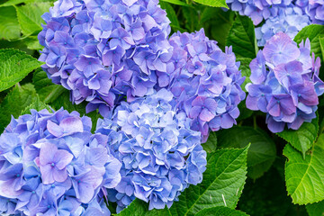 Close-up of beautiful hydrangea flowers in the garden that blooms in early summer.