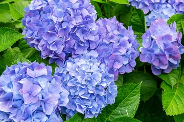 Tuinposter Close-up of beautiful hydrangea flowers in the garden that blooms in early summer. © billyfam