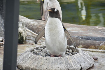 Naklejka premium Cute Penguin in nest 