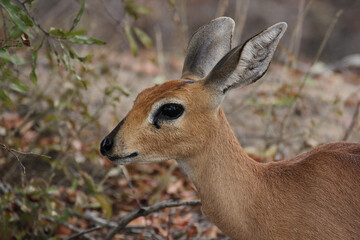 Steenbok, Kruger National Park, South Africa