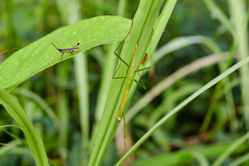 grasshopper and praying mantis on green leaves