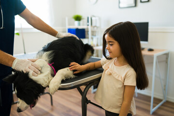 Fototapeta premium Upset little girl petting her dog at the vet