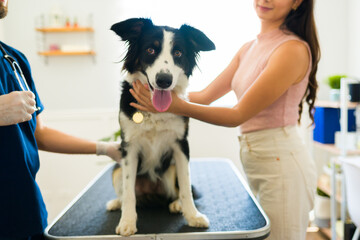 Vet doctor treating a cute dog at the clinic